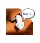 BBレオパさん01（個別スタンプ：4）
