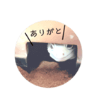 BBレオパさん01（個別スタンプ：7）