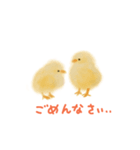 タピオカ女子とリアル動物（個別スタンプ：15）