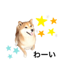 柴犬の可愛いスタンプ（個別スタンプ：1）