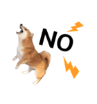 柴犬の可愛いスタンプ（個別スタンプ：2）