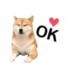 柴犬の可愛いスタンプ（個別スタンプ：3）