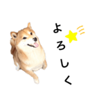 柴犬の可愛いスタンプ（個別スタンプ：4）