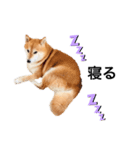 柴犬の可愛いスタンプ（個別スタンプ：5）