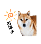柴犬の可愛いスタンプ（個別スタンプ：7）