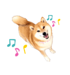柴犬の可愛いスタンプ（個別スタンプ：8）