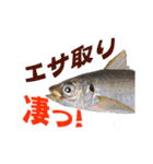 釣り語系『今日のなにがし』（個別スタンプ：1）