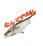 釣り語系『今日のなにがし』（個別スタンプ：9）