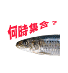 釣り語系『今日のなにがし』（個別スタンプ：12）