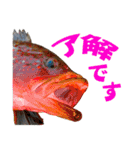 釣り語系『今日のなにがし』（個別スタンプ：21）