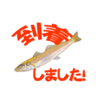 釣り語系『今日のなにがし』（個別スタンプ：23）