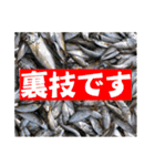 釣り語系『今日のなにがし』（個別スタンプ：27）