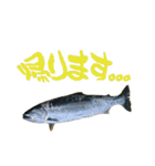 釣り語系『今日のなにがし』（個別スタンプ：28）