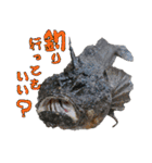 釣り語系『今日のなにがし』（個別スタンプ：31）