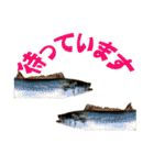 釣り語系『今日のなにがし』（個別スタンプ：33）