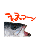 釣り語系『今日のなにがし』（個別スタンプ：37）