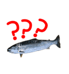 釣り語系『今日のなにがし』（個別スタンプ：40）