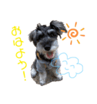 しゅな家族（個別スタンプ：8）
