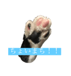 はちわれにゃんこのはち（個別スタンプ：1）