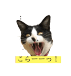 はちわれにゃんこのはち（個別スタンプ：2）