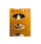 はちわれにゃんこのはち（個別スタンプ：3）