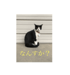 はちわれにゃんこのはち（個別スタンプ：4）