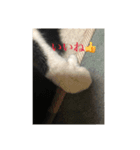 はちわれにゃんこのはち（個別スタンプ：5）