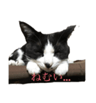 はちわれにゃんこのはち（個別スタンプ：6）