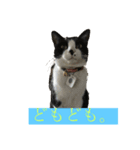 はちわれにゃんこのはち（個別スタンプ：7）