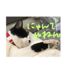はちわれにゃんこのはち（個別スタンプ：8）
