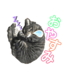 mayuneco（個別スタンプ：3）