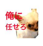 けんごと犬のスタンプ（個別スタンプ：21）