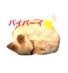 けんごと犬のスタンプ（個別スタンプ：23）