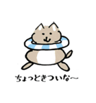 ねこ みたいな いぬ（個別スタンプ：17）