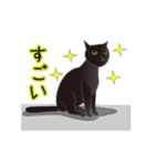 動く！イケメン猫（個別スタンプ：13）