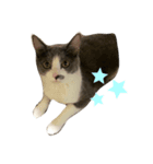 ウチのルル（個別スタンプ：4）