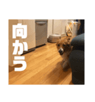 ミントのスタンプ。（個別スタンプ：3）