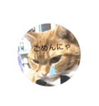 5にゃんズファミリー（個別スタンプ：1）