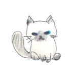 ふわふわヒマラヤン猫（個別スタンプ：7）