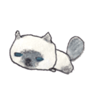 ふわふわヒマラヤン猫（個別スタンプ：10）