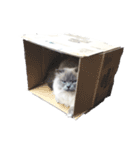 ふわふわヒマラヤン猫（個別スタンプ：21）