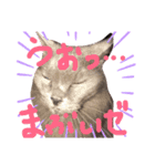 もこと仲間たち（個別スタンプ：2）
