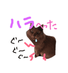 もこと仲間たち（個別スタンプ：4）