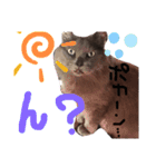 もこと仲間たち（個別スタンプ：7）
