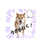柴犬のシンプルスタンプ5（個別スタンプ：4）