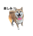 柴犬のシンプルスタンプ5（個別スタンプ：8）