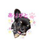 変顔チワワ2（個別スタンプ：3）
