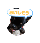 変顔チワワ2（個別スタンプ：6）
