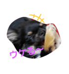変顔チワワ2（個別スタンプ：7）