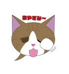 まゆげ猫まゆたま～ふきだしは占拠しました（個別スタンプ：6）